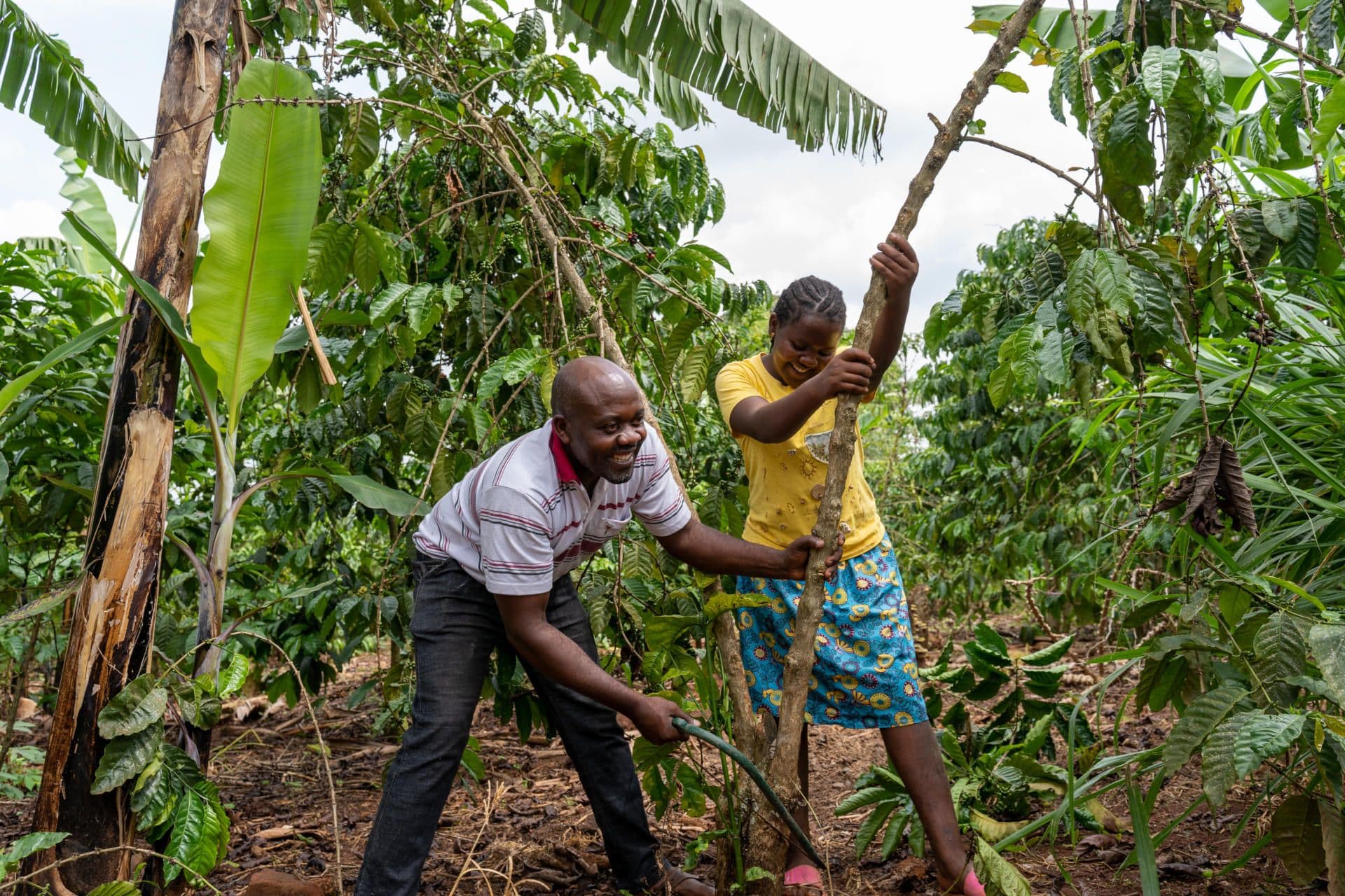Stumping for rejuvenation of old coffee trees Stumping for rejuvenation of old coffee trees