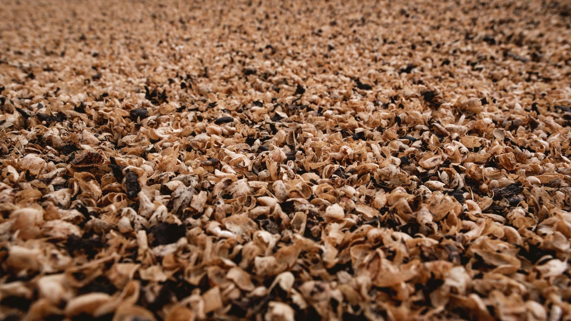 Coffee husk used to create organic compost Coffee husk used to create organic compost