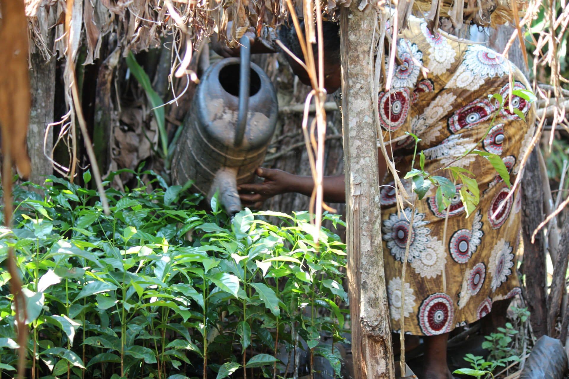 Aster (47) working in her nursery Aster (47) working in her nursery