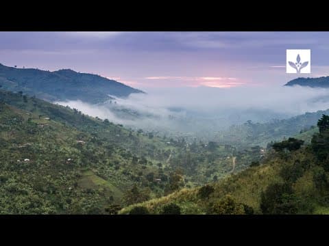 Future Coffee Supply and Deforestation Future Coffee Supply and Deforestation