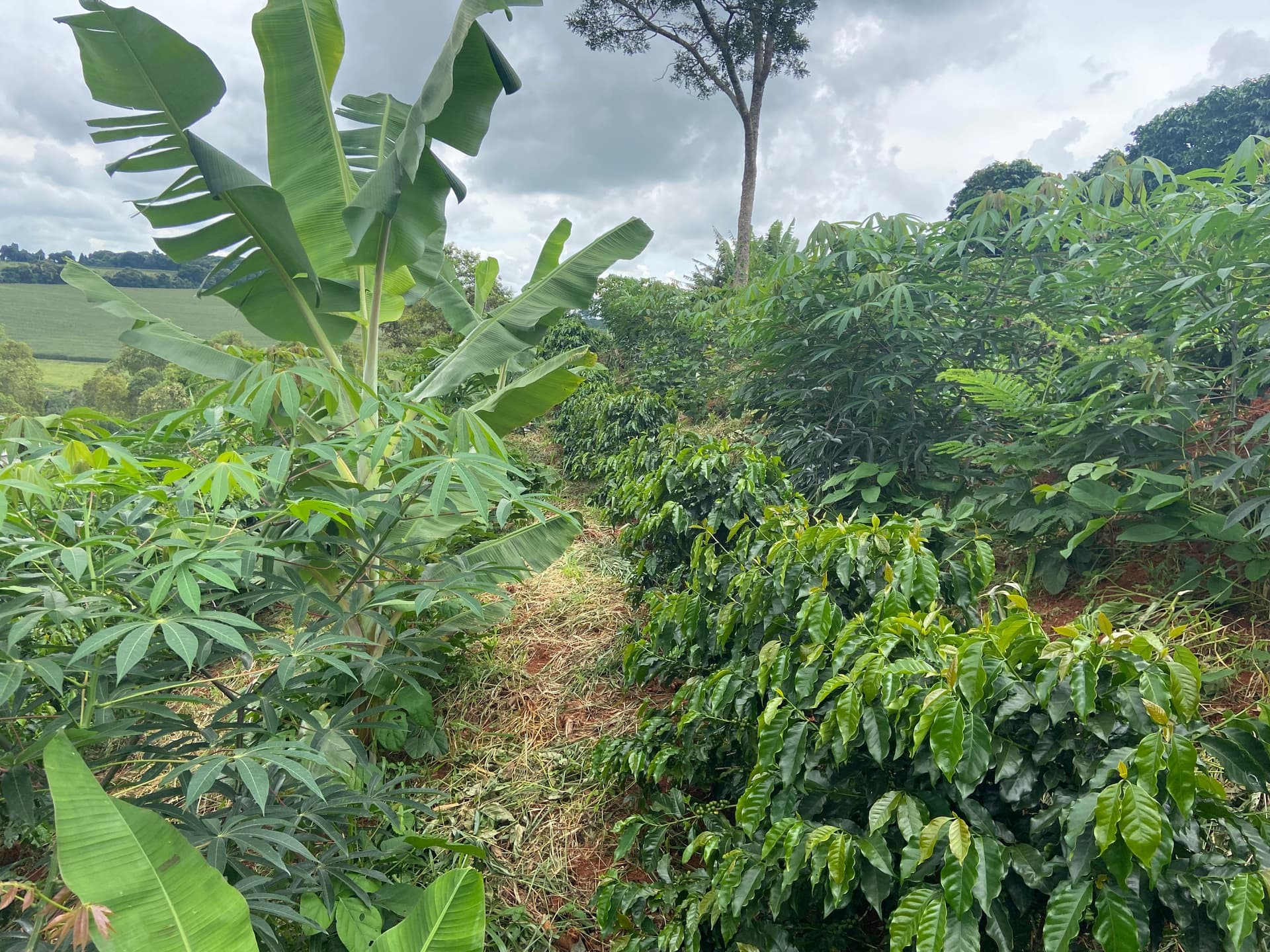 Coffee Farm Science Agroforestry as solution in coffee production